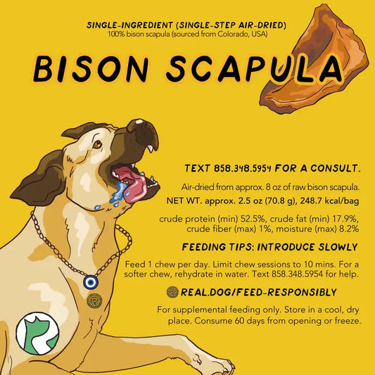 Bison Scapula