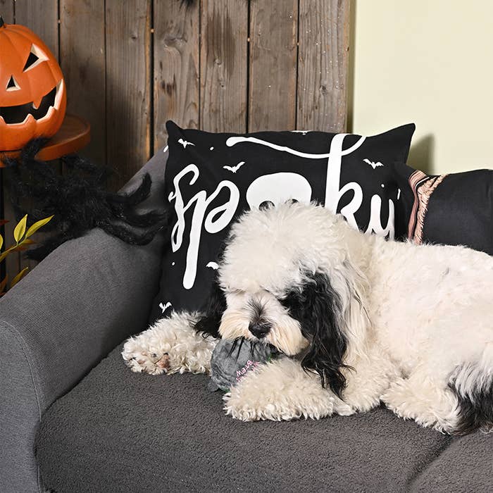 Witches Brew Dog Ball Toy