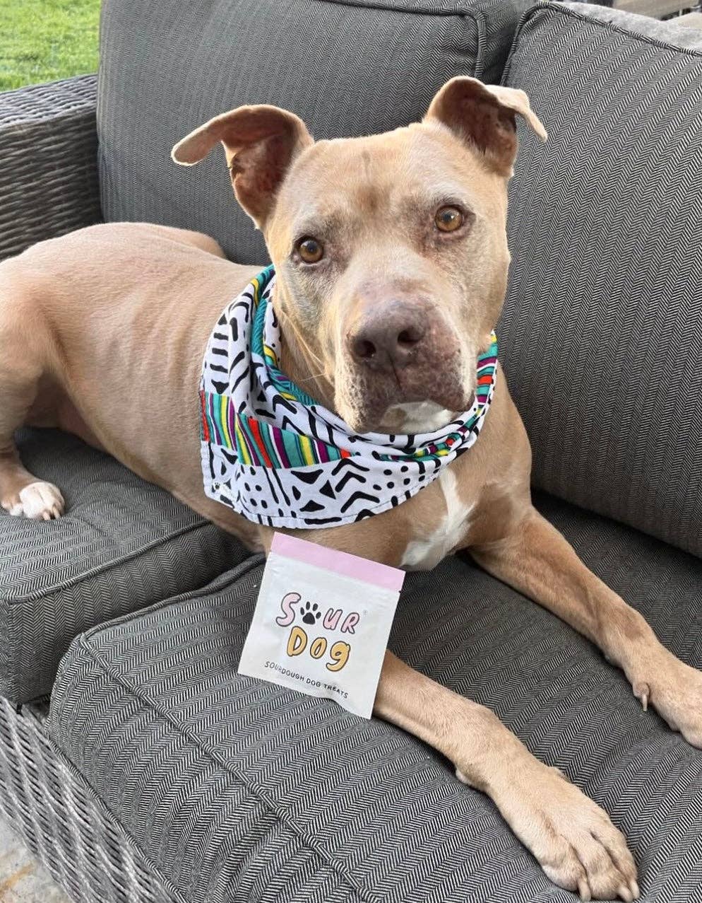 Sourdough Dog Treat Sampler Pouch