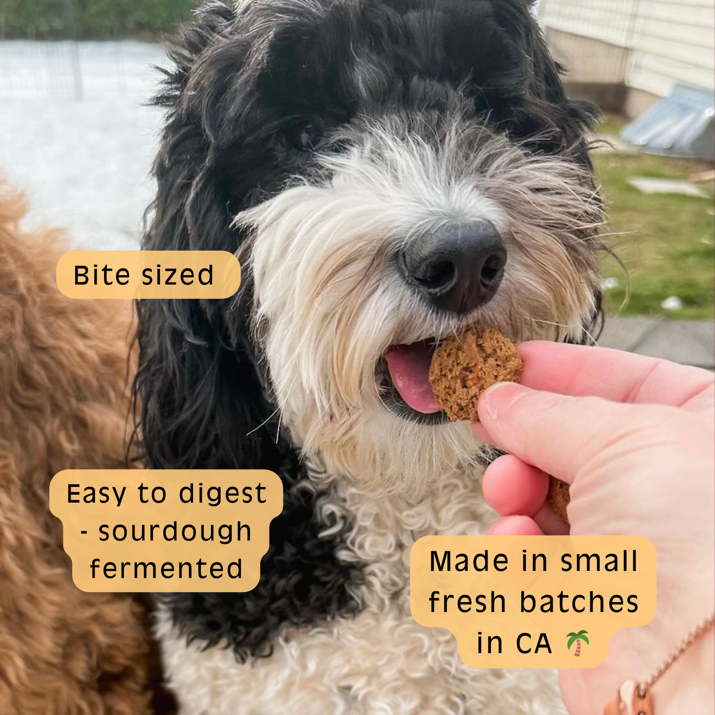 Apple + Carrot Sourdough Dog Treats