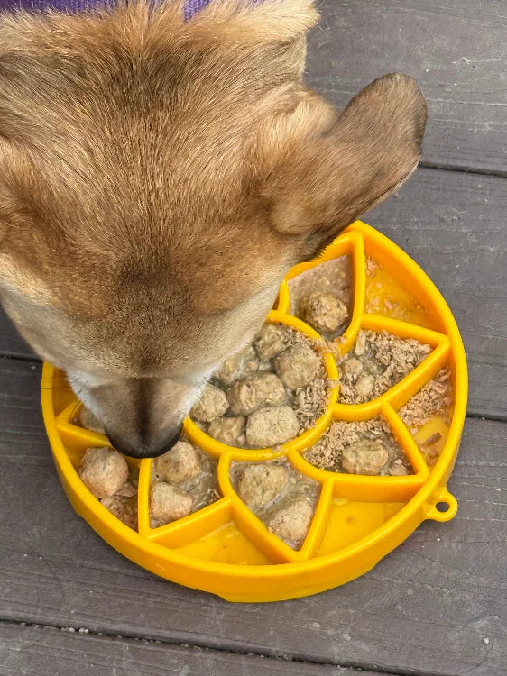 Sodapup Sunflower eTray