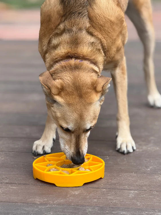 Sodapup Sunflower eTray