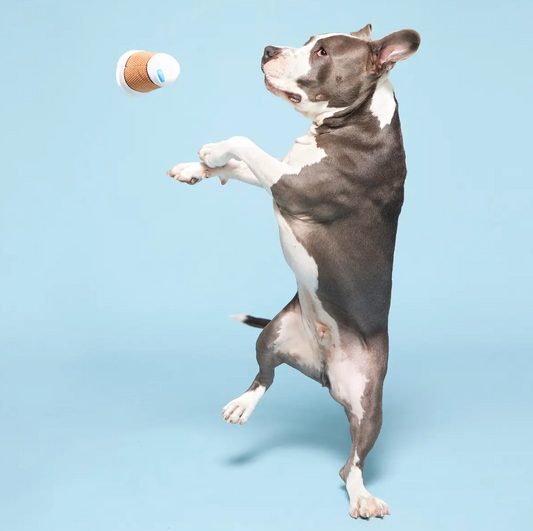 Cup of Bark Roast Dog Toy