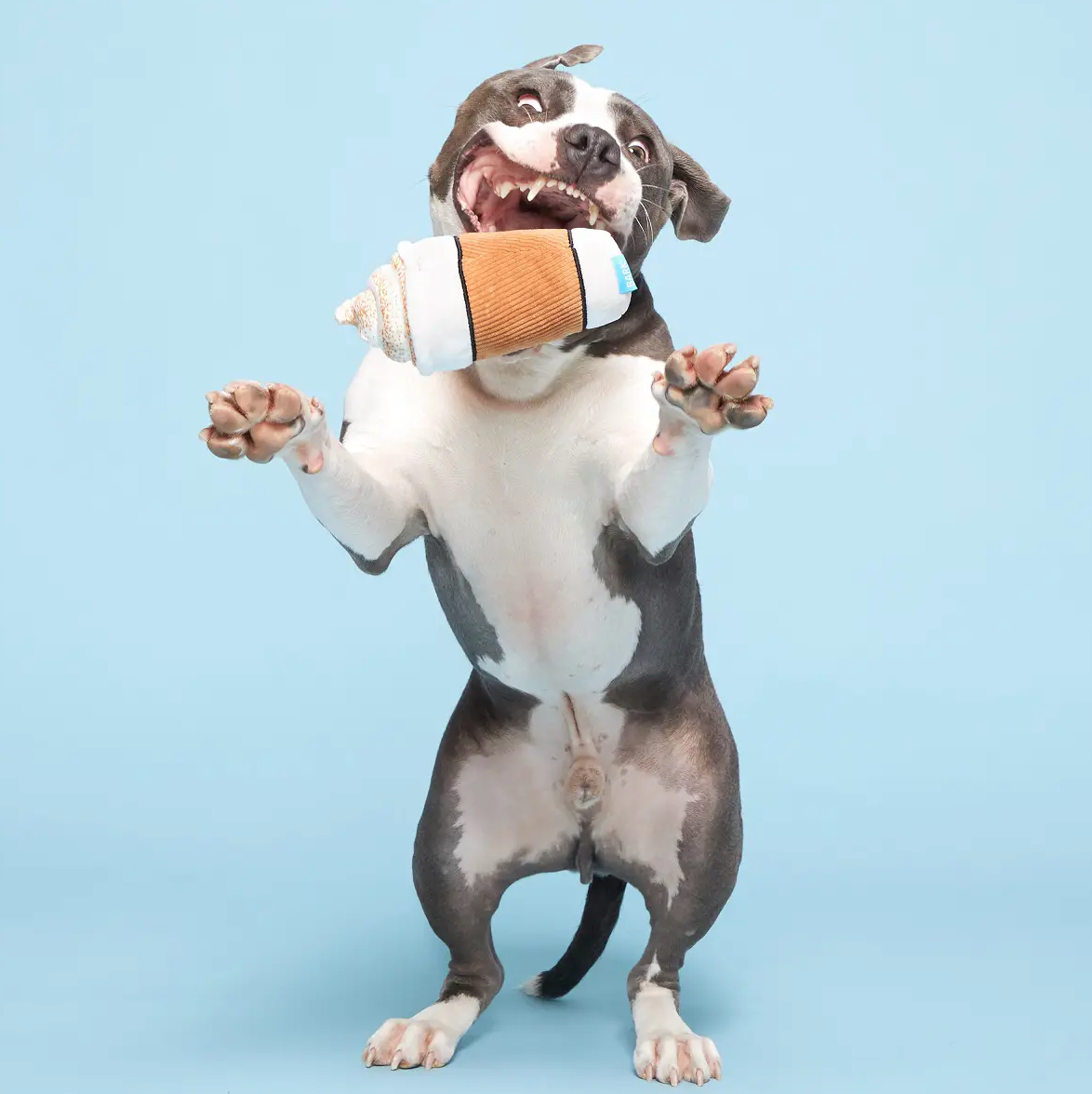 Cup of Bark Roast Dog Toy