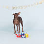Star Spangled Summer Mini Dog Toy