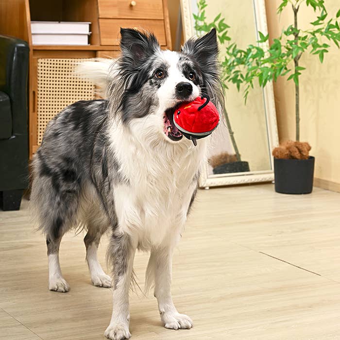 BBQ Grill Dog Toy
