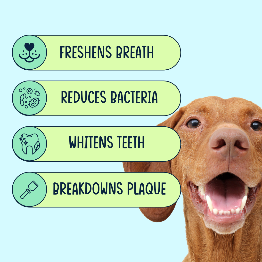 Dental Dust Dental Powder
