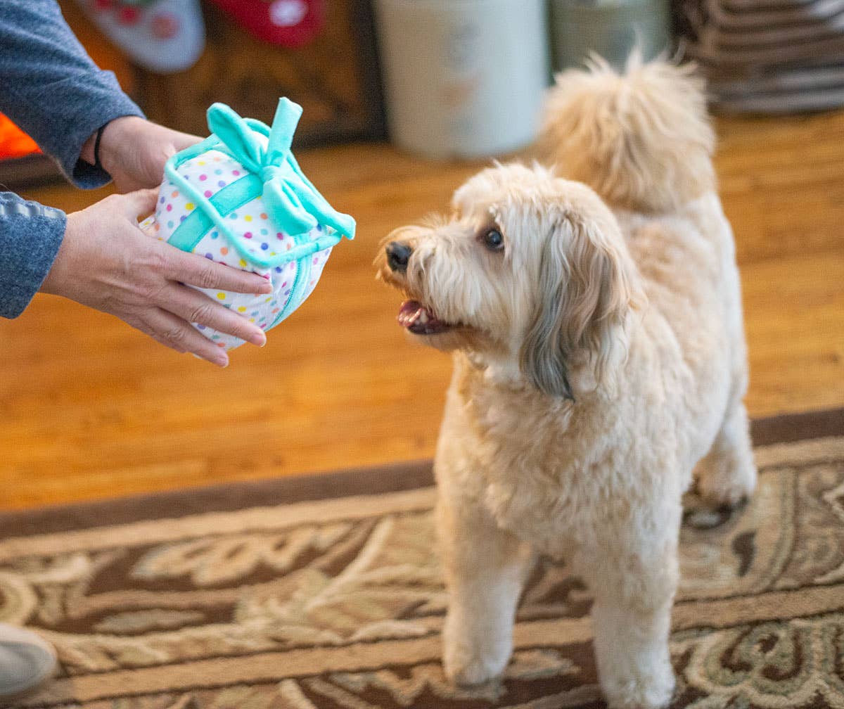 Birthday Gift Plush Dog Toy