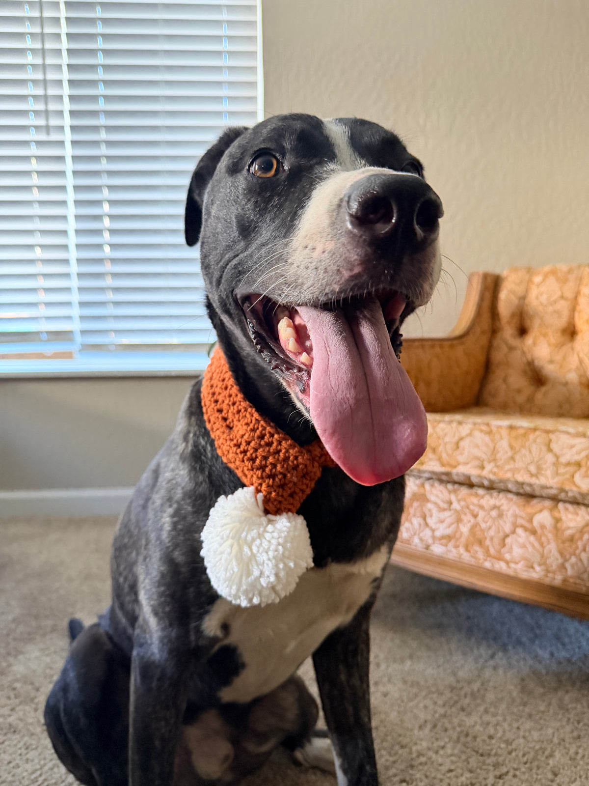 Midnight Dog Scarf