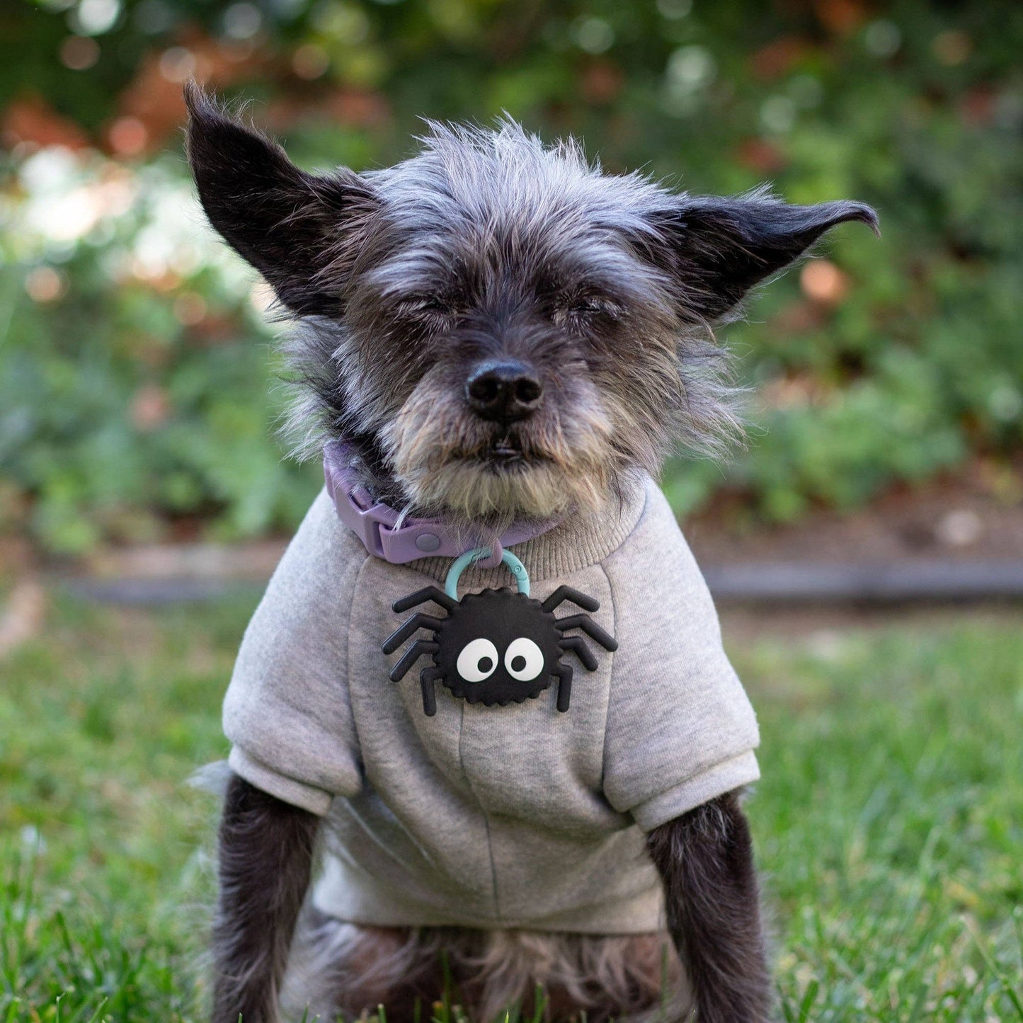 Spoody the Spider Jiby Dog Charm