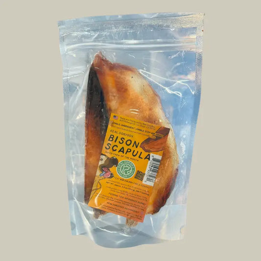 Bison Scapula