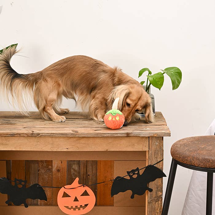 Candy Apple Dog Ball Toy