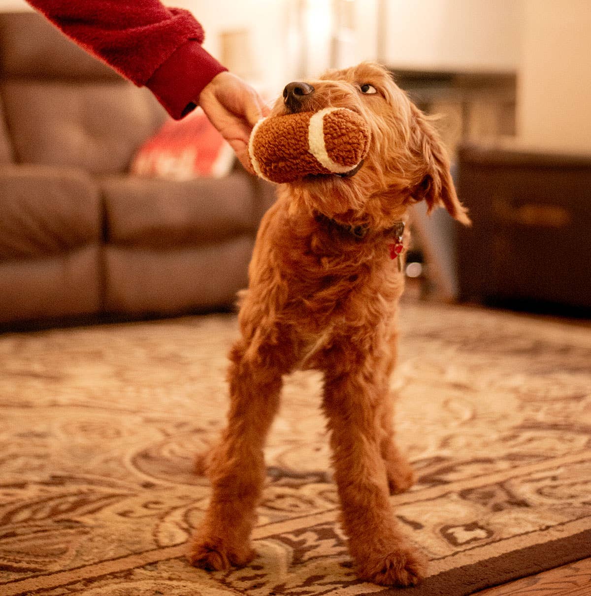 Football Plush Dog Toy
