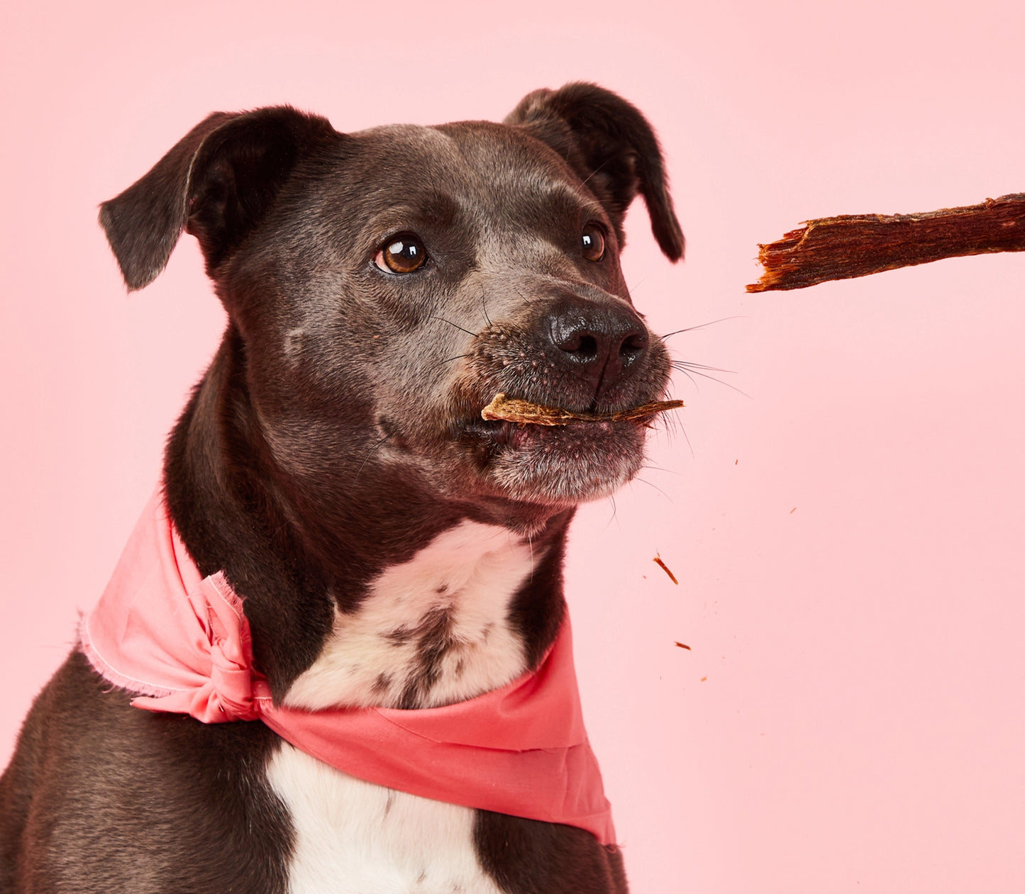 Steak Strips Dog Treats