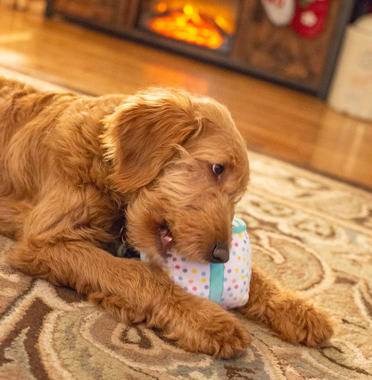 Birthday Gift Plush Dog Toy