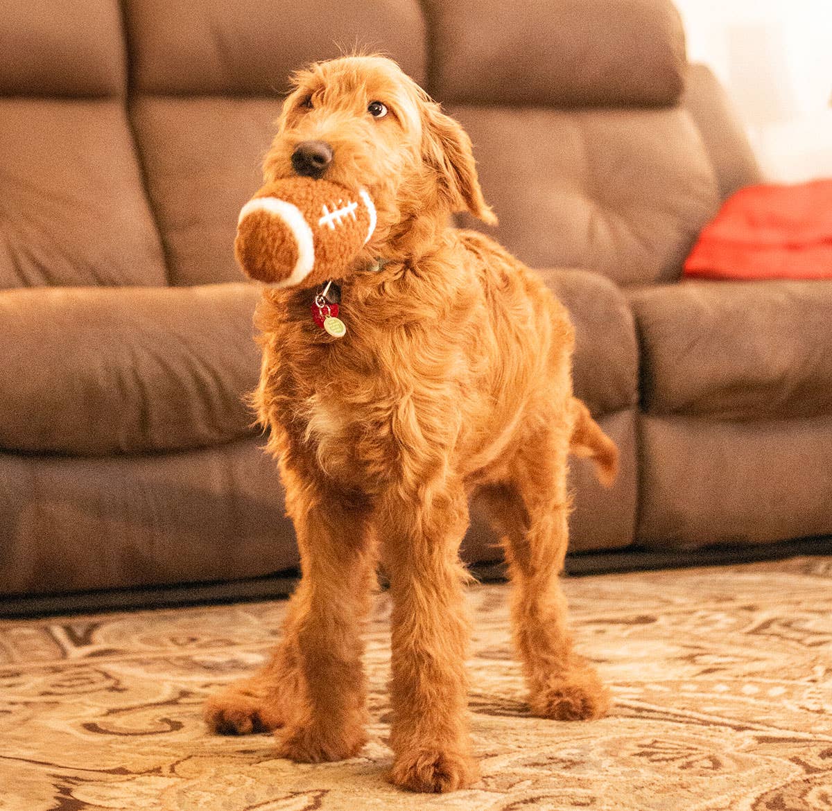 Football Plush Dog Toy