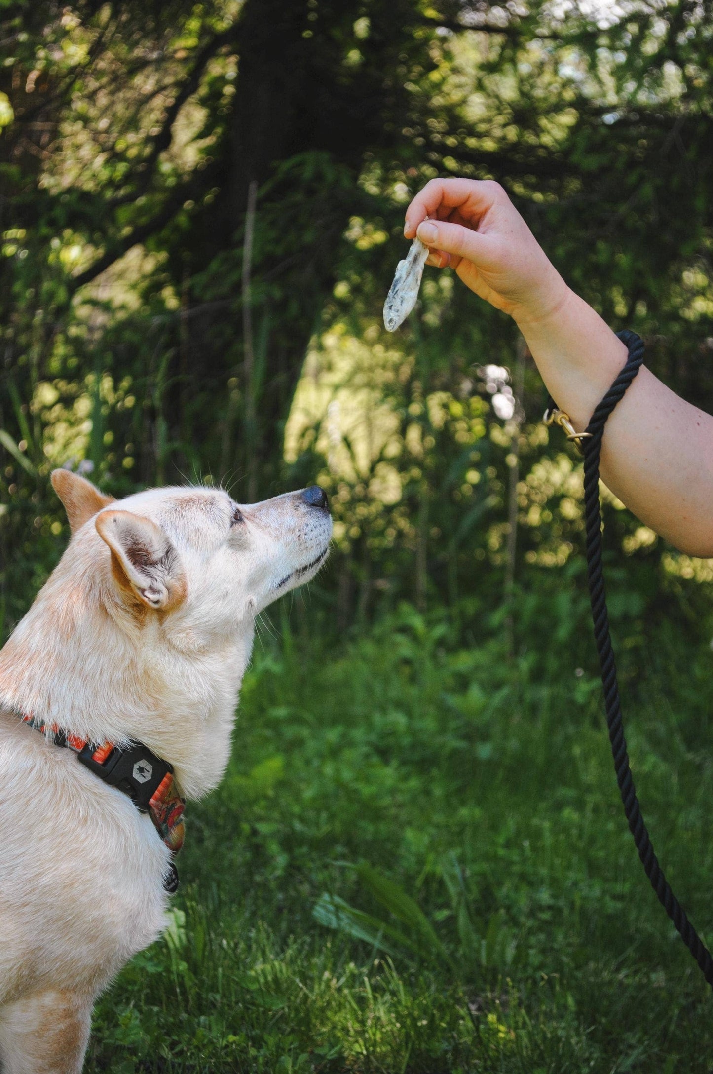 Little Trout Treats