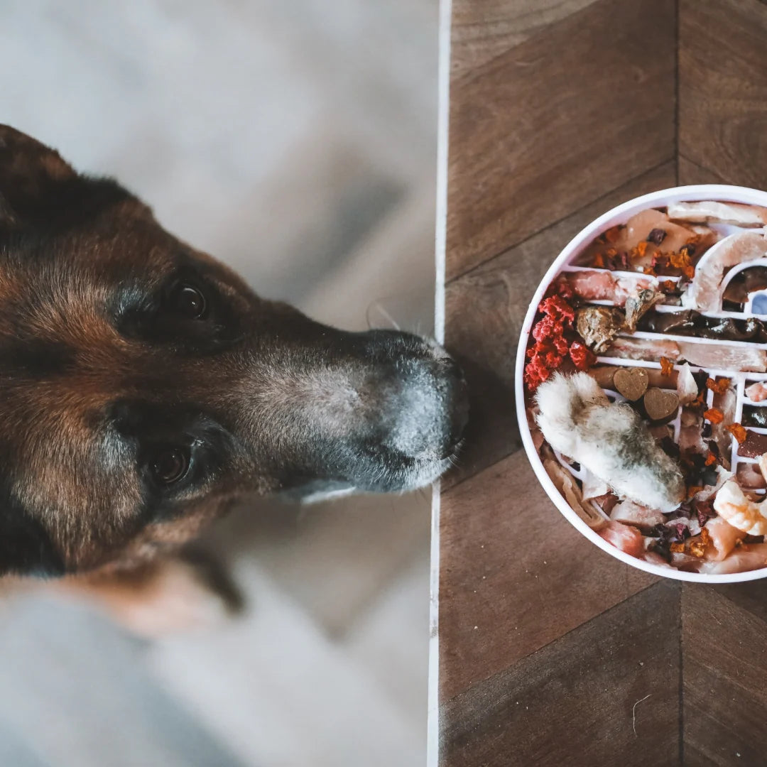 Zoomies Slow Feeder Bowl | Fig
