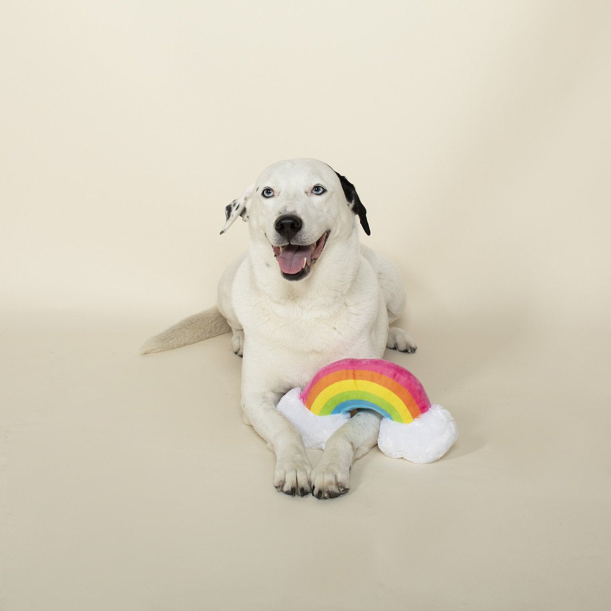 Rainbow Dog Toy