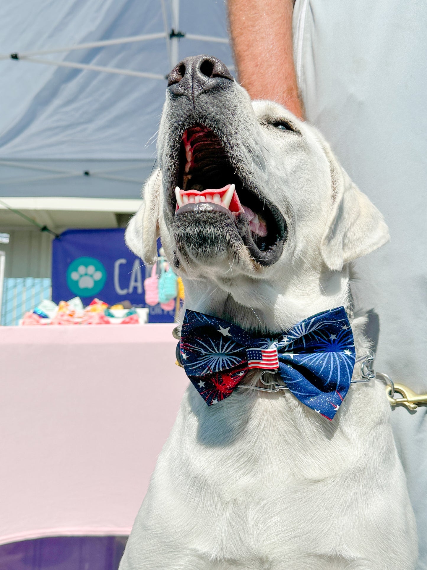 Freedom & Party in the USA Bows