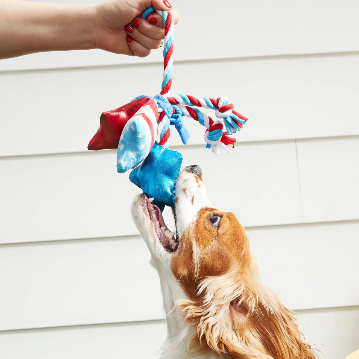 Star Spangled Squeaks Dog Toy