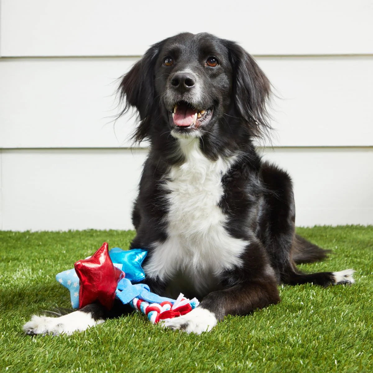 Star Spangled Squeaks Dog Toy