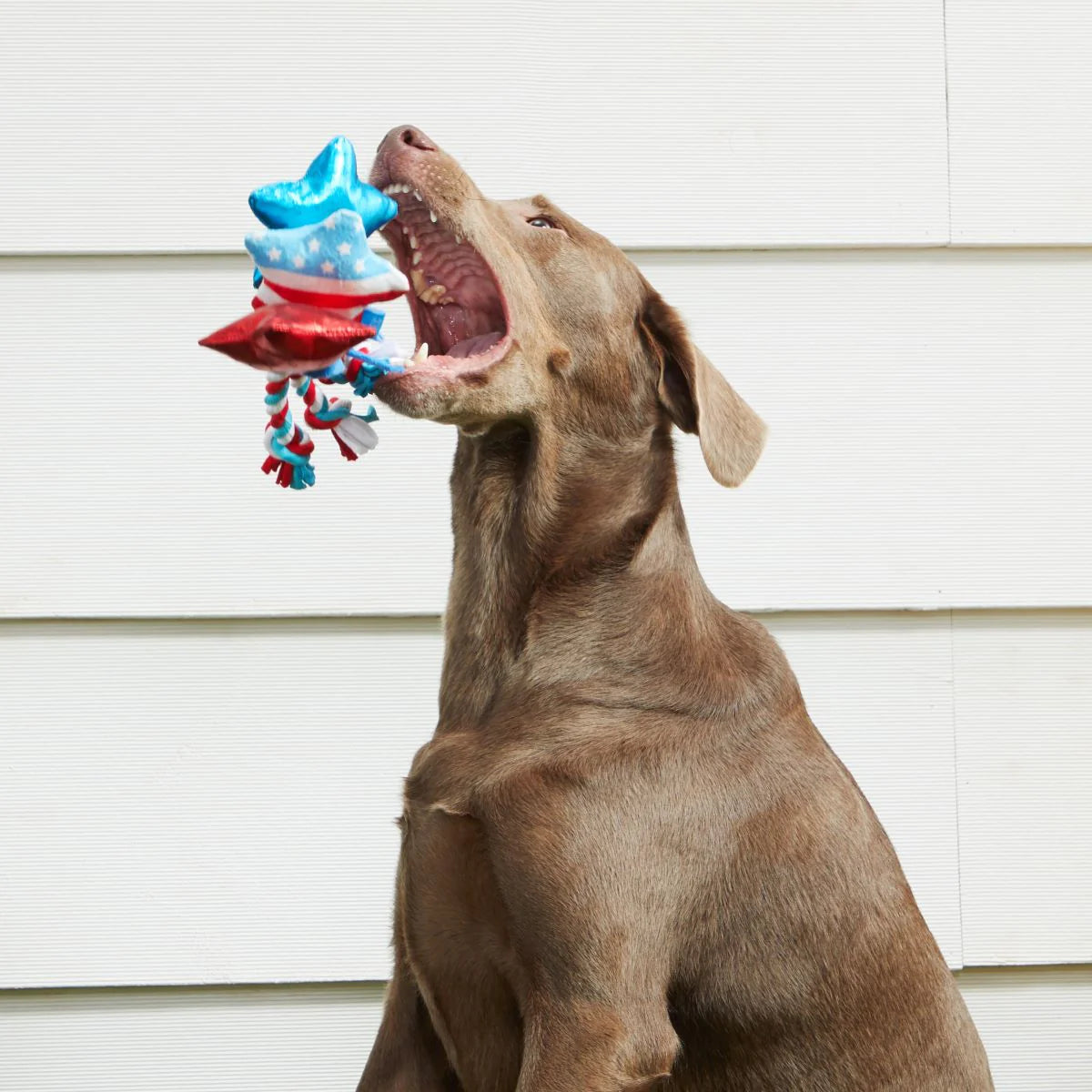 Star Spangled Squeaks Dog Toy
