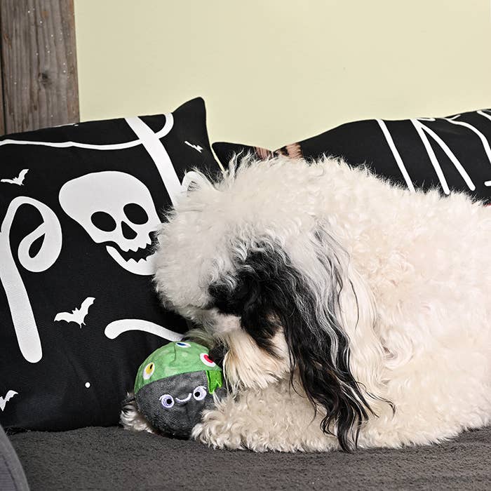 Witches Brew Dog Ball Toy