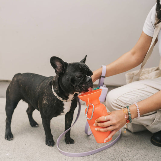 Coral Dog Travel Water Bottle