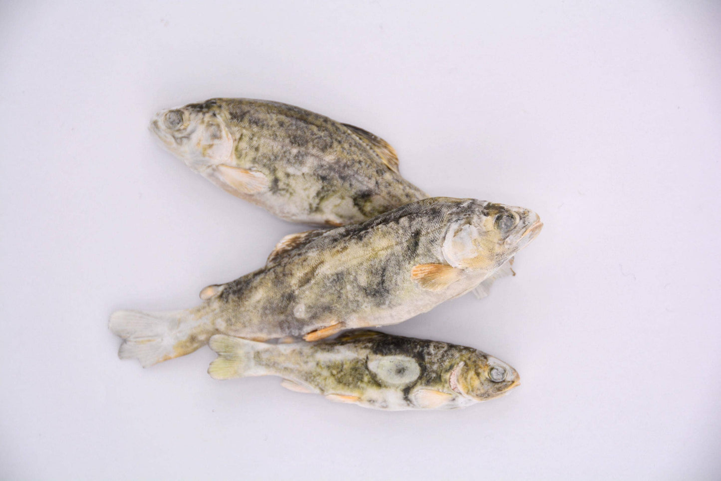 Little Trout Treats
