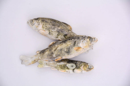Little Trout Treats