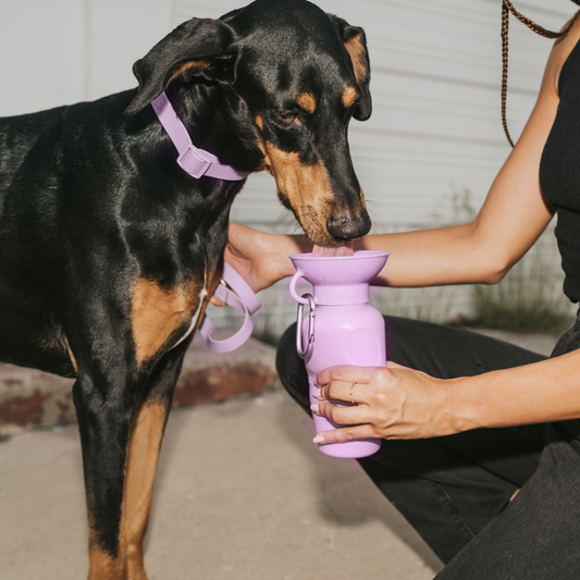 Purple Dog Travel Water Bottle