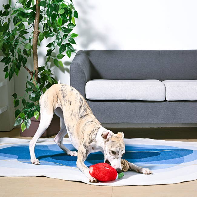 Watermelon Popsicles Dog Toy