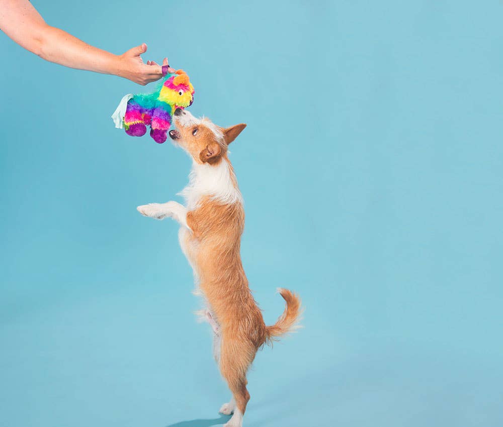 Full O' Fluff Piñata