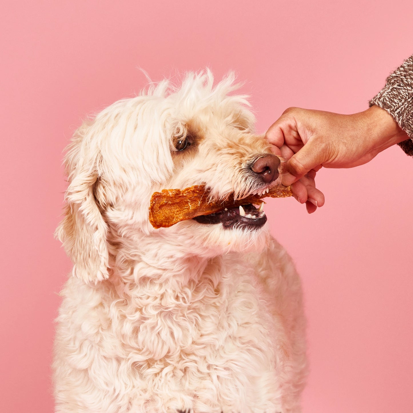 Chicken Tender Dog Treats