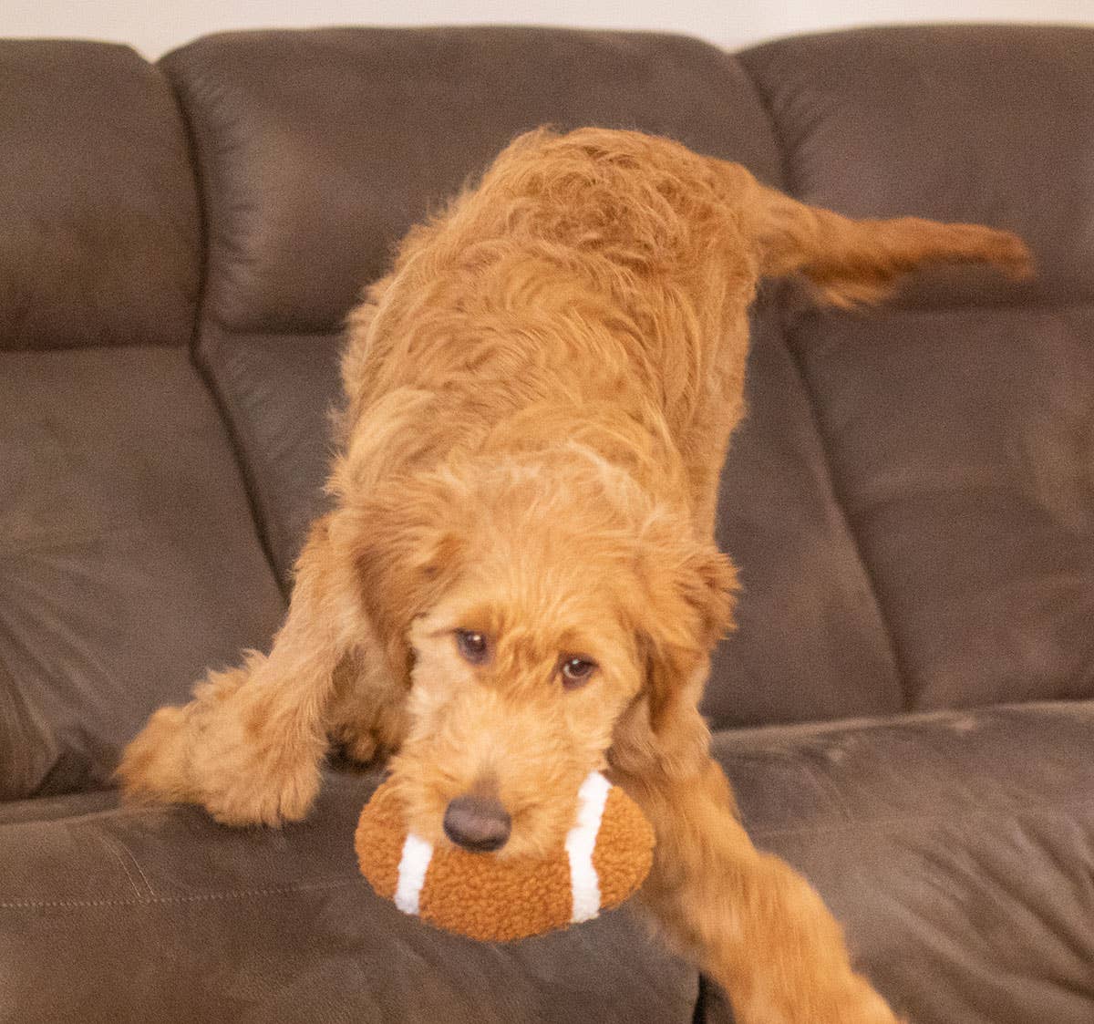 Football Plush Dog Toy