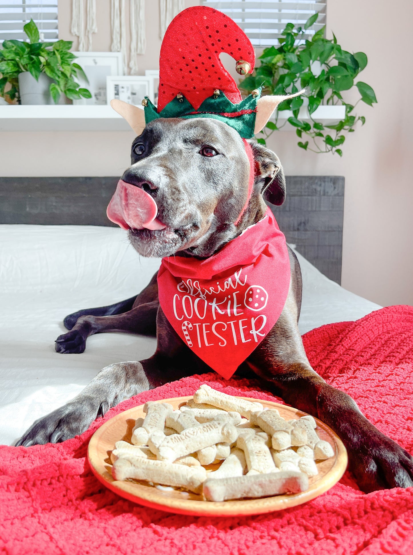 Official Cookie Tester Bandana